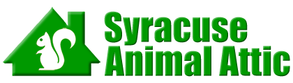 Syracuse Animal Attic